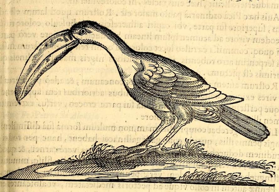 Ave descrita en «Historia general de las Indias» en 1535 Ave descrita en «Historia general de las Indias» en 1535